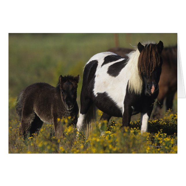 Miniatur Mare & Foal in den Blume (Vorderseite (Horizontal))