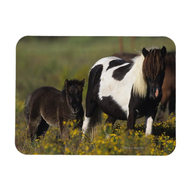 Miniatur Mare & Foal in den Blume Magnet (Horizontal)