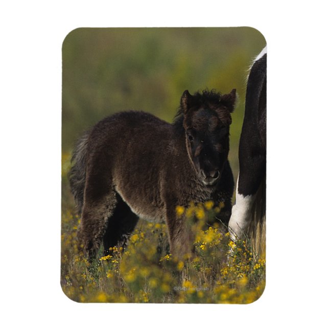 Miniatur Mare & Foal in den Blume Magnet (Vertikal)