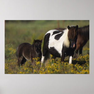 Miniatur Mare & Foal in den Blume Poster