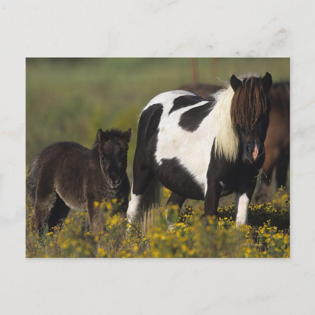 Miniatur Mare & Foal in den Blume Postkarte (Vorderseite)