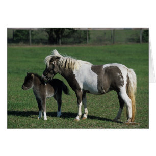 Miniatur-Mare & Foal-Stehend