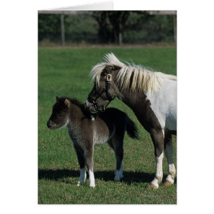 Miniatur-Mare & Foal-Stehend