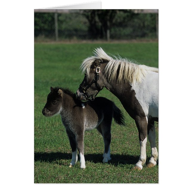 Miniatur-Mare & Foal-Stehend (Vorne)