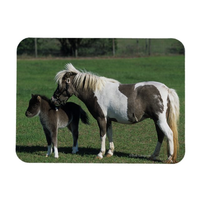 Miniatur-Mare & Foal-Stehend Magnet (Horizontal)