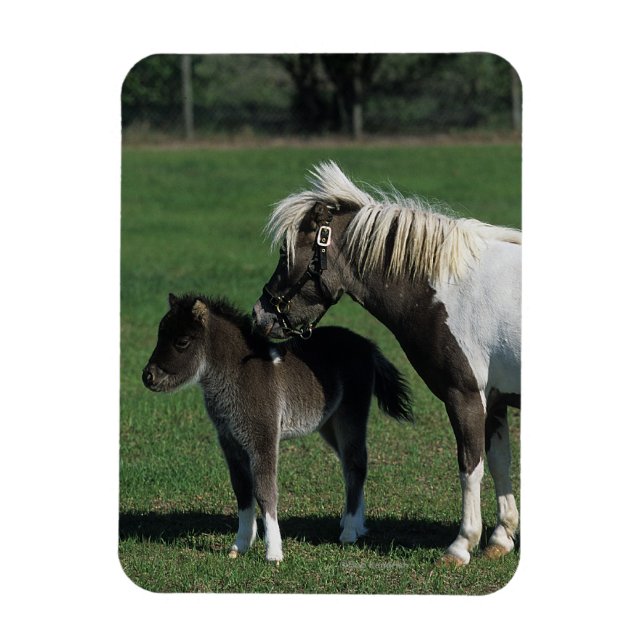 Miniatur-Mare & Foal-Stehend Magnet (Vertikal)
