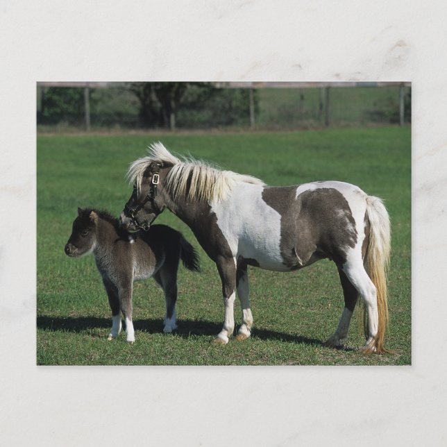 Miniatur-Mare & Foal-Stehend Postkarte (Vorderseite)