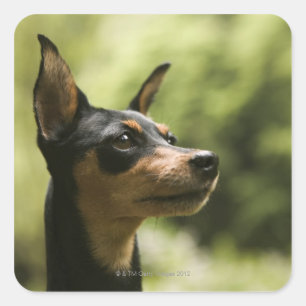 Miniatur Pinscher (Button) Quadratischer Aufkleber