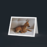 Miniatur-Pinscher-Portrait Karte<br><div class="desc">Miniatur Pinscher Portrait Grußkarte. Sie können dieses Produkt ganz einfach kostenlos anpassen,  wenn Sie Text hinzufügen oder die Farbe des Hintergrunds ändern möchten.</div>
