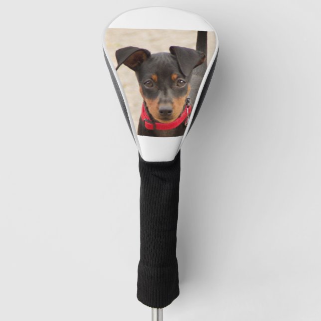 Miniatur-Pinscher-Schwarz und Rost Golf Headcover (Vorderseite)