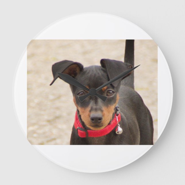 Miniatur-Pinscher-Schwarz und Rost Große Wanduhr (Vorderseite)