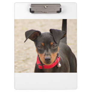 Miniatur-Pinscher-Schwarz und Rost Klemmbrett