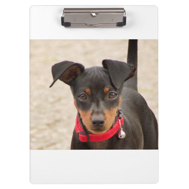 Miniatur-Pinscher-Schwarz und Rost Klemmbrett (Vorderseite)