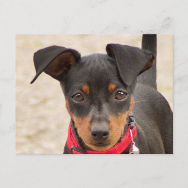 Miniatur-Pinscher-Schwarz und Rost Postkarte (Vorderseite)