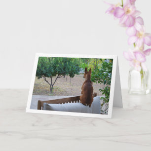 Miniatur Pinscher Sitzplatz auf der Bank Karte