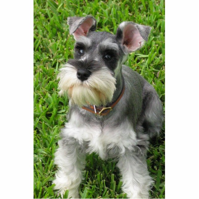 Miniatur Schnauzer 3-D figurine Freistehende Fotoskulptur (Vorne)