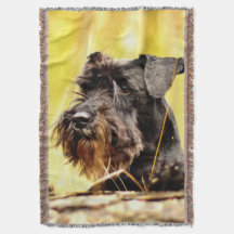 Miniatur-Schnauzer