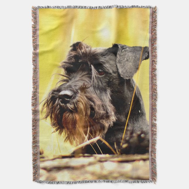 Miniatur-Schnauzer Decke (Vorderseite Vertikal)