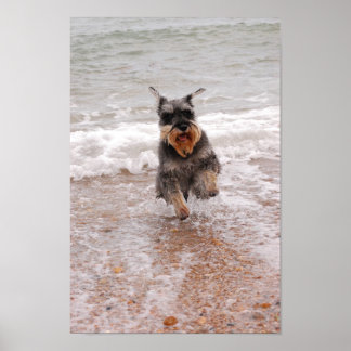 Miniatur Schnauzer im Meer Poster