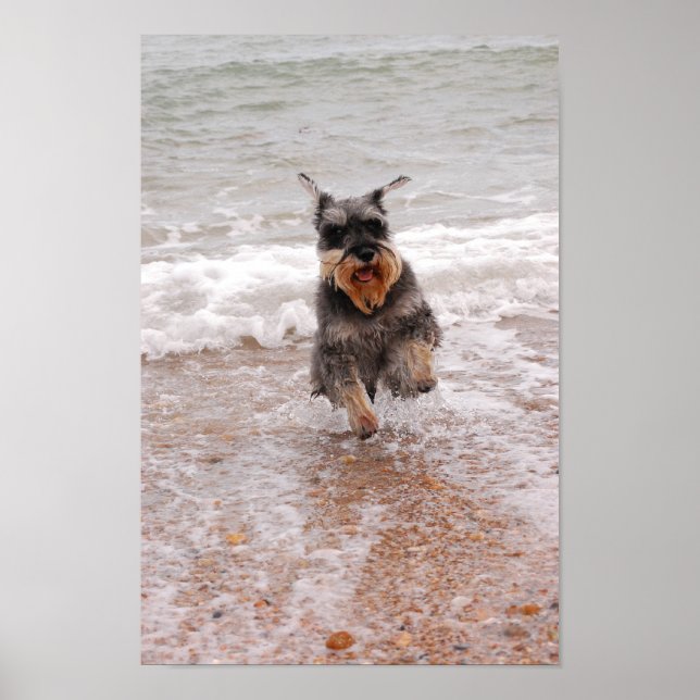Miniatur Schnauzer im Meer Poster (Vorne)