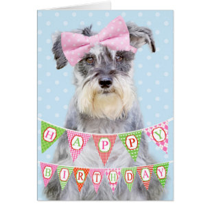 Miniatur Schnauzer mit rosa Polka Dot Bow