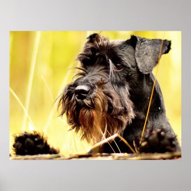 Miniatur-Schnauzer Poster (Vorne)