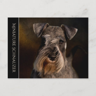 Miniatur Schnauzer Postkarte