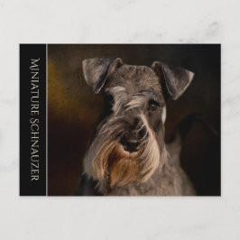 Miniatur Schnauzer Postkarte