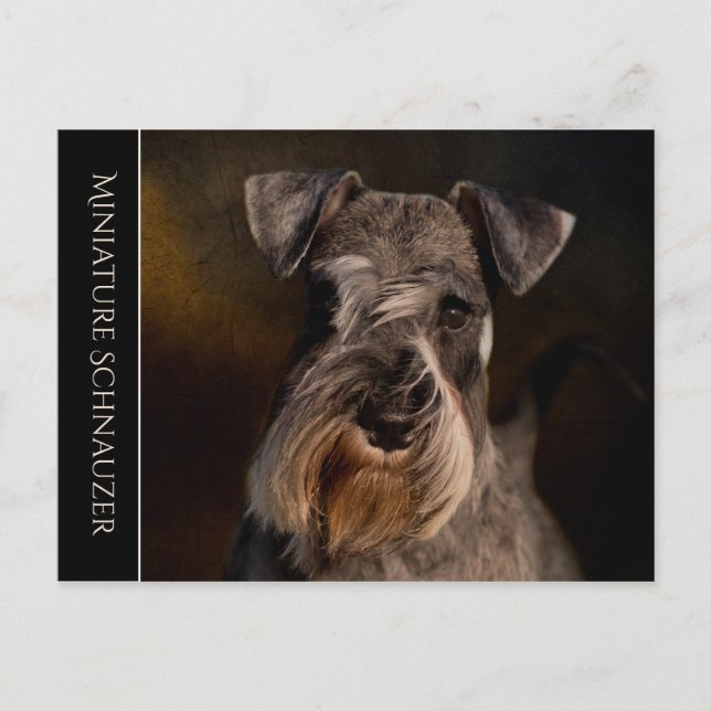 Miniatur Schnauzer Postkarte (Vorderseite)