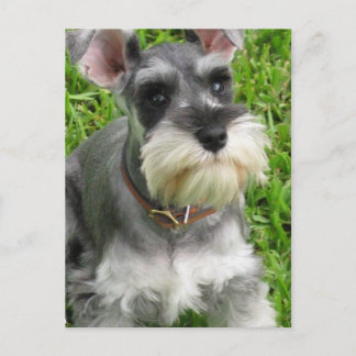 Miniatur Schnauzer Postkarte