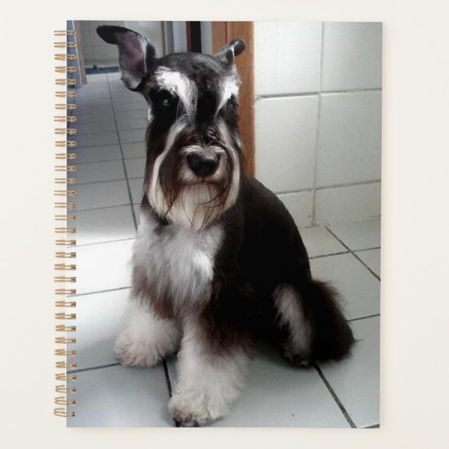 Miniatur Schnauzer Schwarz und Silber Sitzen Planer (Vorderseite)