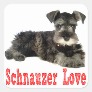 Miniatur Schnauzer Welpen Liebe Rote Aufkleber