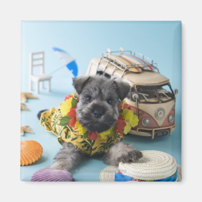 Miniatur Schnauzer Welpen- und Sommerurlaub Magnet (Vorne)