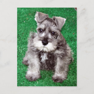Miniatur Schnauzer Welpenpostkarte Postkarte