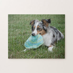 Miniaturamerikanischer Schäferhund Blauer Merle mi Puzzle