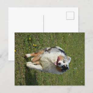 Miniaturamerikanischer Schäferhund Blauer Merle Ru Postkarte