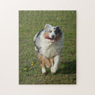 Miniaturamerikanischer Schäferhund Blauer Merle Ru Puzzle