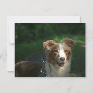 Miniaturamerikanischer Schäferhund Red Merle Postkarte