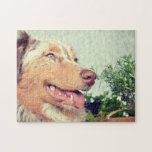 Miniaturamerikanischer Schäferhund Red Merle Puzzle<br><div class="desc">Weihnachten</div>