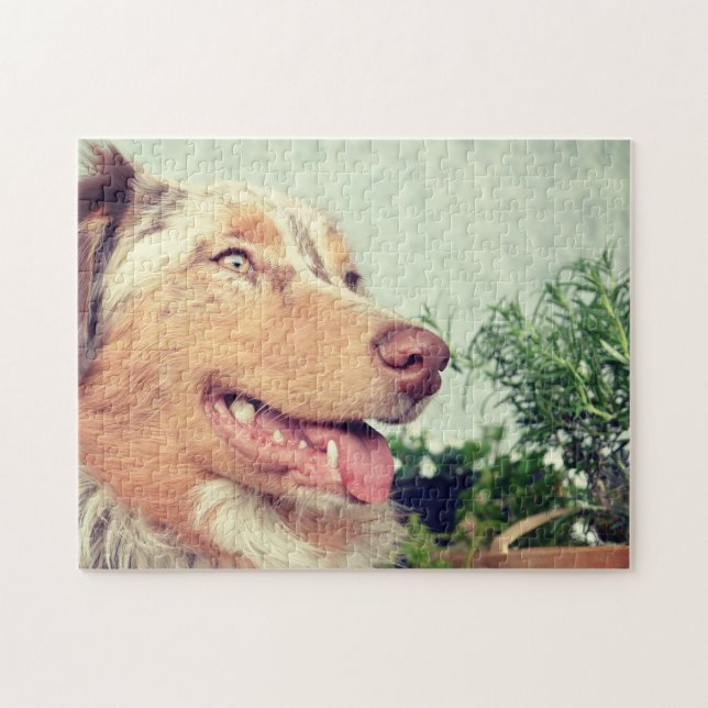 Miniaturamerikanischer Schäferhund Red Merle Puzzle (Horizontal)