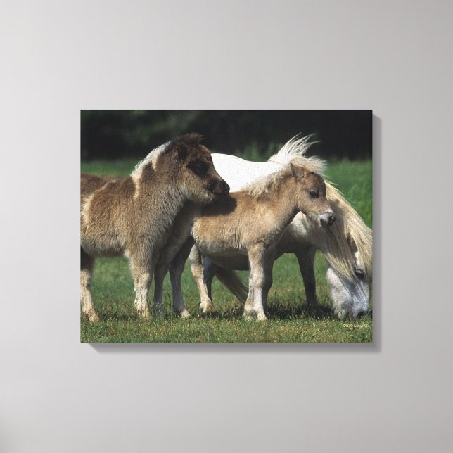Miniaturbilder und Fohlen 3 Leinwanddruck (Vorderseite)