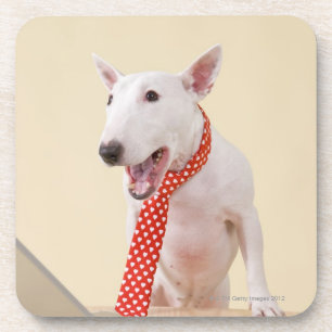 MiniaturBullterrier, der Laptop betrachtet, Untersetzer
