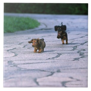 MiniaturDackel 3 Fliese