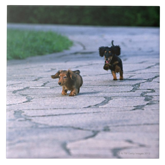 MiniaturDackel 3 Fliese (Vorderseite)