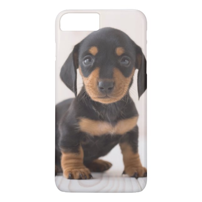 MiniaturDackel-Sitzen Case-Mate iPhone Hülle (Rückseite)