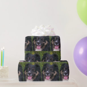 Miniature American Shepherd Black Tri Geschenkpapier