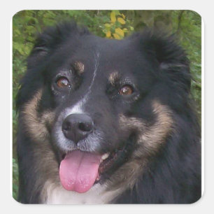 Miniature American Shepherd Black Tri Quadratischer Aufkleber