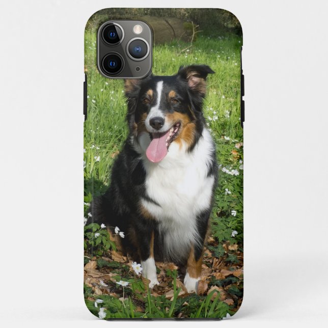 Miniature American Shepherd Black Tri Sitzend Case-Mate iPhone Hülle (Rückseite)