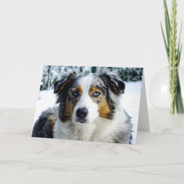 Miniature American Shepherd Blue Merle Karte (Vorderseite)