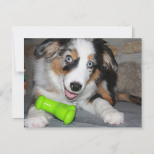 Miniature American Shepherd Blue Merle Puppy Postkarte